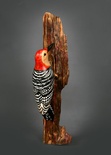 Red Bellied Woodpecker 10" bases may vary